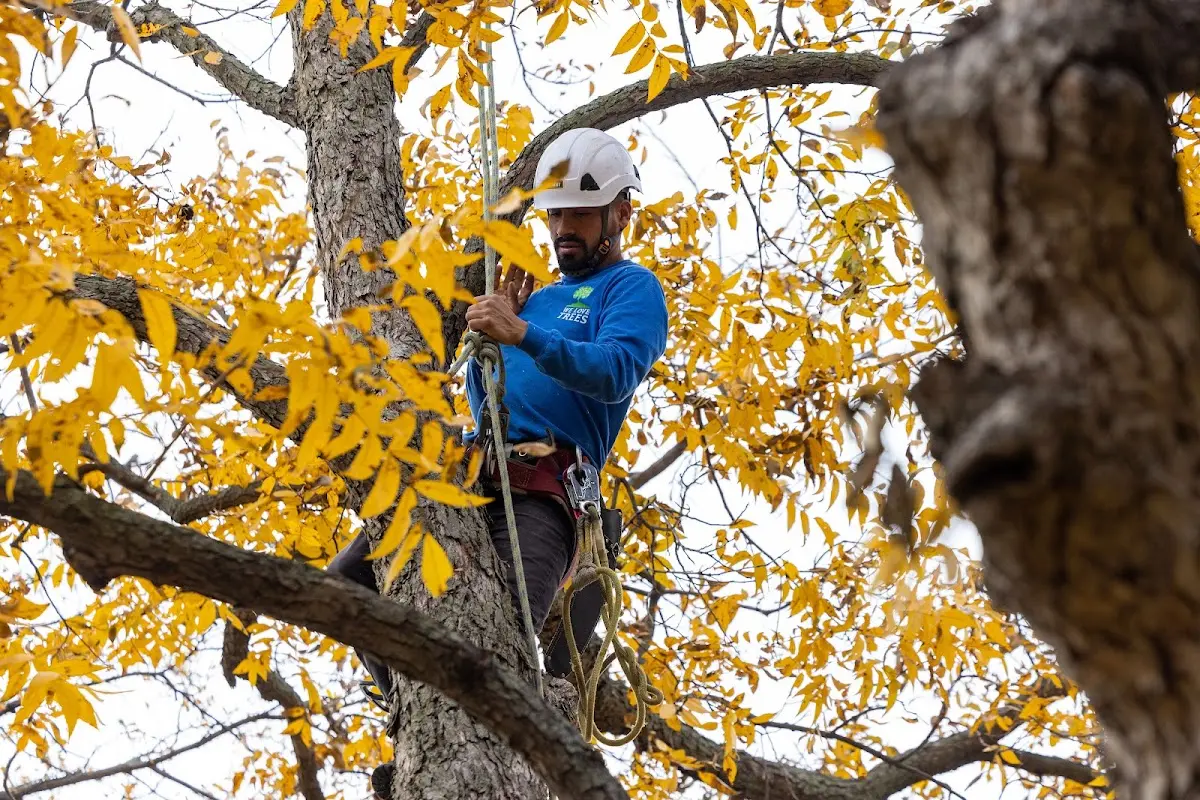 Skilled Tree Trimming crew working in Goff